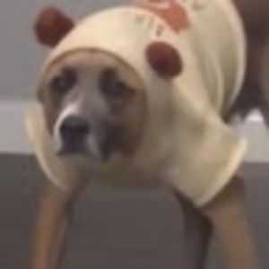 Meet your Posher, Dexter